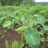 今年は遠距離サトイモ栽培、順調です