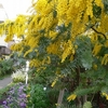 ミモザの花を森茉莉さんに