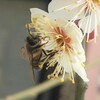 梅の花と働き蜂（ミツバチ）☆中国河南省開封市の梅は今週が見頃　お花見おススメの場所は？