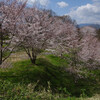 明日香村で農村めぐり　桜や菜の花を見ながら欽明天皇陵へ