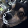 まろにー3342日目