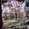 駅近、子連れOKなのに、深い山の雰囲気を楽しめる。天覧山と多峯主山