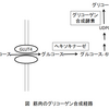 トレーニングによるグリコーゲン合成系酵素量の増加