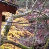 紅葉狩り旅か？ ５泊６日のぼっち車中泊旅【55】（2023年11月7日～12日）