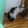 201804 猫茶屋