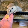 我が家のペット（リチャードソンジリスの紹介や魅力）