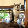 「たぶきん 柳都大橋南店」の味噌油そばと、「愛着珈琲出湯温泉喫茶室」のお猫さま