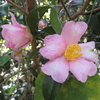 秋の花　１
