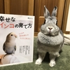 オキナインコを迎えたい訳