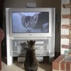 Mac がテレビになった！無料ソフトの KeyHoleTV を試してみた。