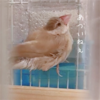 シナモン文鳥さん　暑いです〜