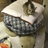 おねしょ猫２