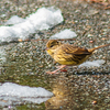 今日の鳥