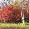 １２．３．（日・晴れ）若年の死。野川。