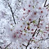 桜の時期はあなたも花開く