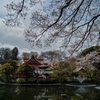 フルサイズのDf と(2013年製)とAPS-CのD500(2016年製)を井の頭公園で撮り比べ