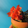 Cattleya cernua x sib.(Orange x `Hiuchi') 