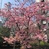 東京の河津桜