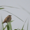 アオジ Black-headed Bunting