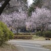 桜咲く