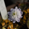 雪割草　hepatica 　2月20日