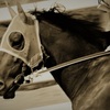 【高知競馬】の面白い名前の競走馬17頭を紹介！【令和6年12月4日更新】　
