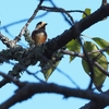 維新公園の野鳥