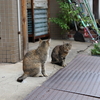 猫かわいいよ猫。