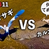 0811【カルガモ親子VSアオサギ】カラス親子、カワセミペンギン歩き、度胸あるセキレイ幼鳥、オイカワカップル、シオカラトンボ交尾、オオカナダモの花、アリとキリギリス。身近な生き物語