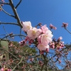 今年も小豆島に春の訪れを告げる 常光寺さくらが咲き始めました（笑み）