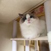 お客さんが来てずっと隠れていたふくちゃん