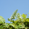 「そら豆」三昧・・・また　頂いたよ