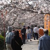 九華公園さくらまつり