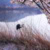 京都新聞写真コンテスト　広沢の池にて　花見