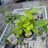 ４月30日 買ったハーブたち、ハーブ花壇、レタス 🥬の収穫、、、