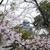 Kumamoto castle & cherry blossoms