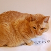 何をＳＴＯＰ？