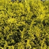 令和二度目の5月12日の写真