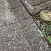 大量の蟻が発生