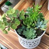 カット苗でつくった寄せ植え〜20日後〜