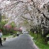 花吹雪の南浅川と陵南公園 2021.4.3