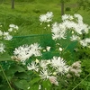 毎年自然に生えてくる山野草