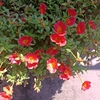 区長さんが植えてった