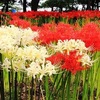 ９月に咲く花 