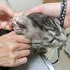 【雑記】猫を保護したら③《ダニや真菌のこと》
