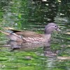 北海道札幌）旭山記念公園、円山公園、北海道大学植物園、豊平公園。ハシブトガラ、シロハラゴジュウカラ、ヒガラ、ヤマガラ、シジュウカラ、コゲラ、マガモ、オシドリ（メスとヒナ）、ハイタカ。エゾリス。