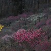 宝登山登山