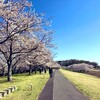2025【氏家ゆうゆうパーク桜まつり】4/20まで開催中！