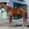 【東サラ】2024年募集馬残口あり馬の再評価㉒エターナルディーバの23
