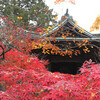 紅葉映える平林寺